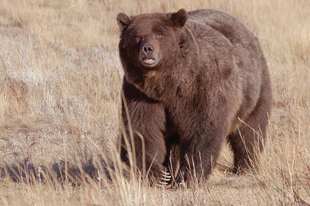 Montana grizzly bear